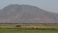 Hippo on the banks of the Zambezi with the Zambian escarpment in the background.  STUNNING !!
