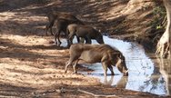 Warthogs, Mosi oa Tunya National Park, Zambia