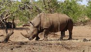 Rhino, Mosi oa Tunya National Park, Zambia