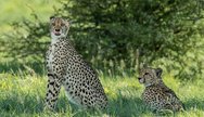 Cheetahs, Central Kalahari Game Reserve, Botswana