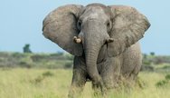 Elephant, Makgadikgadi Pans National Park, Botswana