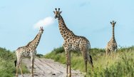Giraffes, Makgadikgadi Pans National Park, Botswana