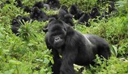 Mountain Gorillas of Volcanoes National Park in Rwanda part of the Virungas