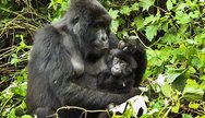 Gorilla Mother in Virunga national park of DR. Congo