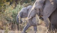 Elephants, Kafue National Park, Zambia