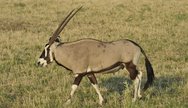 Oryx in Central Kalahari
