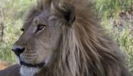 Lovely male lion who came down from Mudumu to the tranquility of Kwara.