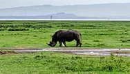 Rhino at the lake Naivasha.