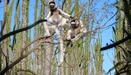 Lemurs at Berenty by FIT Mada