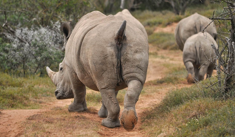 BEST 5 ACTIVITIES IN KHAMA RHINO