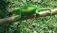 The three horned chameleon, taken from Bwindi impenetrable national park.