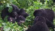 Gorilla Group encounter on a Gorilla Safari to the Volcanoes National Park