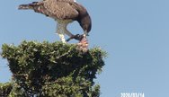 birds of lake naivasha