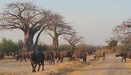 Ruaha NP
