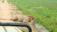 Ruaha NP
