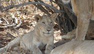 Ruaha NP
