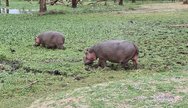 Hippos at Lake Naivasha