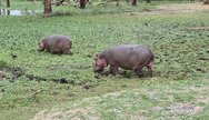 Hippos at Lake Naivasha