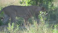 xini lioness moremi game reserve