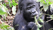 Gorilla In Bwindi Impenetrable Forest