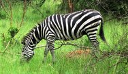 Zebra in Lake Mburo National PArk