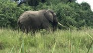Since the late 1980s, there has been a gradual increase in elephant population in the key elephant Protected Areas of Queen Elizabeth National Park, Murchison Falls National Park and Kidepo Valley National Park.