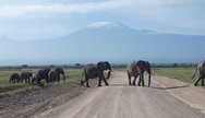 YHA Kenya Travel, Tours, Elephants Herd, Amboseli National Park, Amboseli Wildlife, Travel Guide, Travelling to Amboseli, Mount Kilimanjaro Views, 