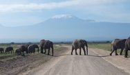 YHA Kenya Travel, Tours, Elephants Herd, Amboseli National Park, Amboseli Wildlife, Travel Guide, Travelling to Amboseli, Mount Kilimanjaro Views, 