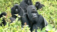 Mountain Gorillas at Bwindi Impenetrable National Park.