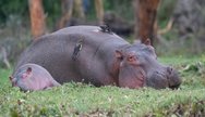 Hippo at lake Naivasha