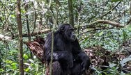 Chimpanzees in Kibale NP