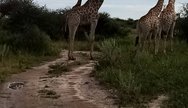 Giraffe of the Nxai Pan National Park, Botswana