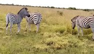 Botswana's national mascot out in the vast open pans of the Nxai