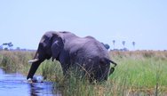 Jumbos of the Okavango Delta 