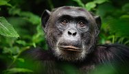 chimpanzee trekking at kibale