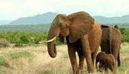 Ruaha Explore ! 