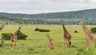 Masai giraffes in Akagera NP