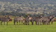 Dazzle of zebras in Akagera NP