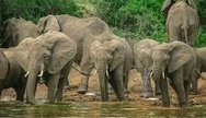 Ruaha National Park Safari 