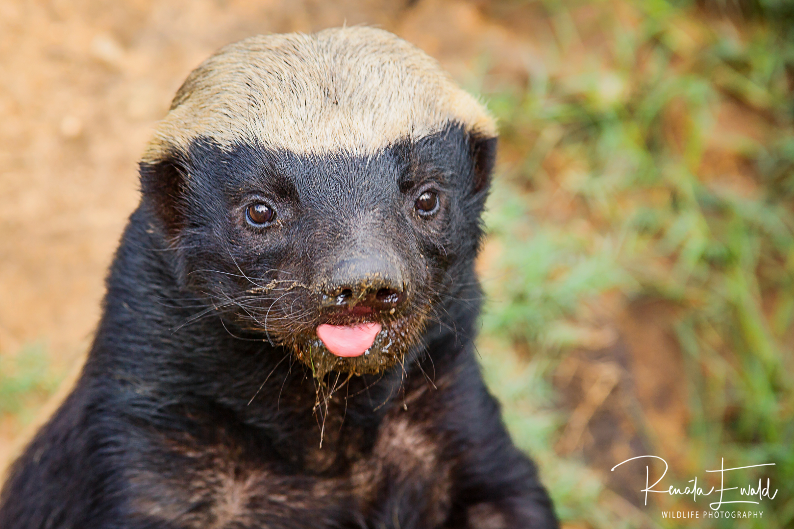 Honey badger—African Wildlife—Your African Safari