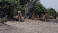 Chobe NP Lions sight