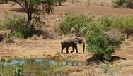 Elephant in Selous