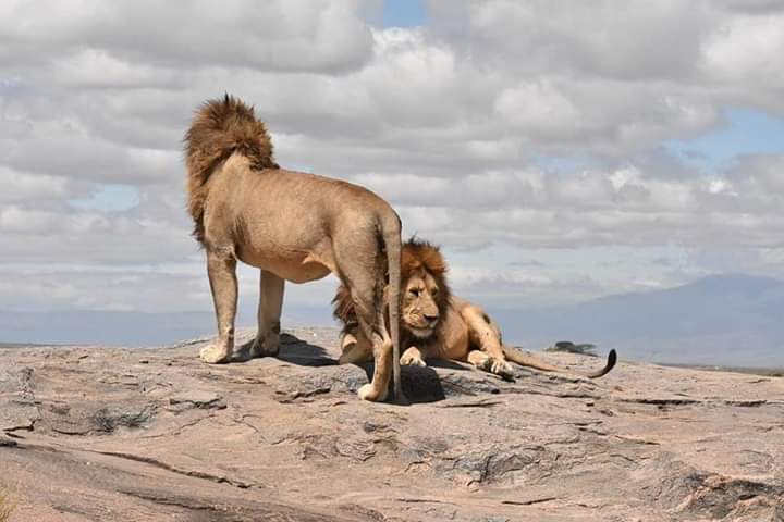 super africa wildlife and adventure safaris in kisii