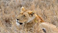 Selous Lion, Wild drama Africa
