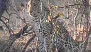 Best safari Chobe - Okavango