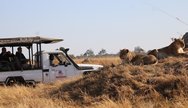  Exploring moremi& its wetland