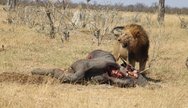 Amazing game drive in Chobe