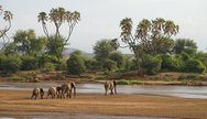 elephant of Samburu