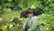 Mountain Gorillas In Virunga 