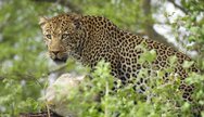 Leopard in Selous/Nyerere